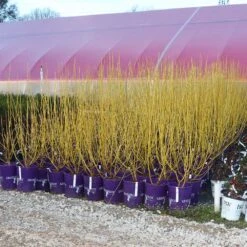 Yellow Twig Dogwood Shrub -Garden Plants Yellow Twig Dogwood 8
