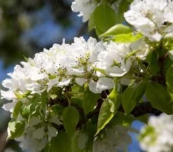 Yoinashi Asian Pear Tree -Garden Plants Yoinashi Asian Pear 1