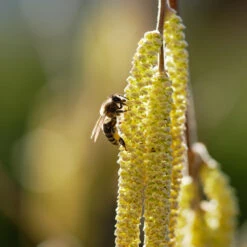 York Filbert Hazelnut -Garden Plants York Hazelnut 2