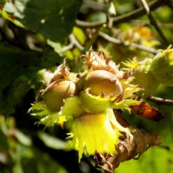 York Filbert Hazelnut -Garden Plants York Hazelnut 3