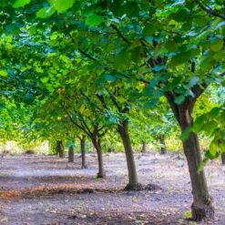 York Filbert Hazelnut -Garden Plants York Hazelnut 4