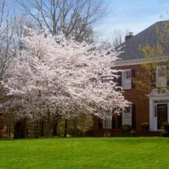 Yoshino Cherry Tree -Garden Plants Yoshino Cherry 8 FGT