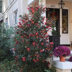Yuletide Camellia -Garden Plants Yuletide Camellia 4 BB