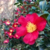 Yuletide Camellia -Garden Plants Yuletide Camellia FGT 600x600 d8764a37 d843 46db 86b7 92ef75364cf1