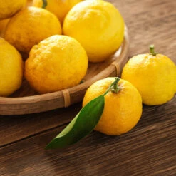 Yuzu Tree 9 Yuzu Tree -Garden Plants Yuzu Citrus 3 FGT