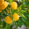 Yuzu Tree -Garden Plants Yuzu Citrus FGT 600x600 f4fe55aa 8325 4d58 8b4b 8490fdfe6633