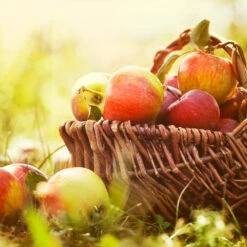 Zestar Apple Tree 8 Zestar Apple Tree -Garden Plants Zestar Apple 2