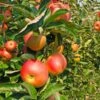Zestar Apple Tree