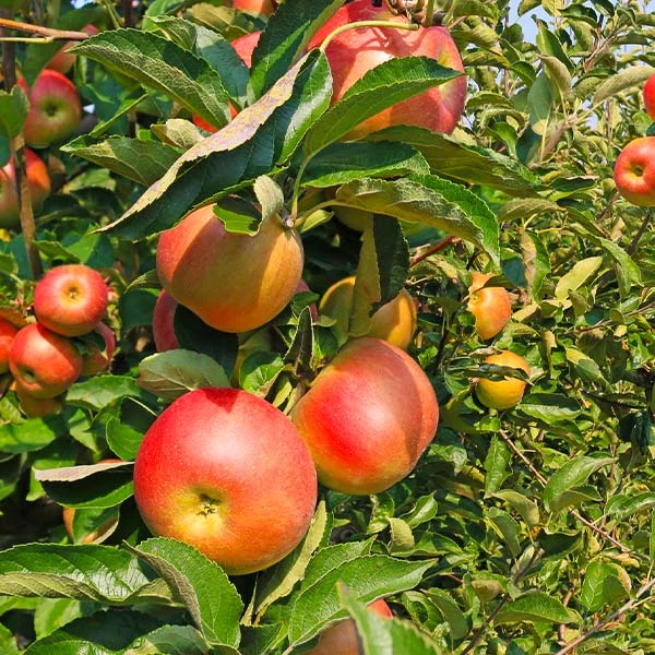 Zestar Apple Tree 3 Zestar Apple Tree