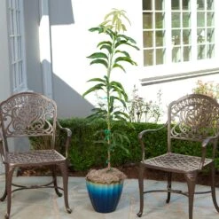 Condo Mango Tree -Garden Plants condo mango 1