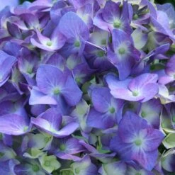 Let's Dance® Blue Jangles Hydrangea Shrub -Garden Plants hydrangea lets dance blue jangles 3
