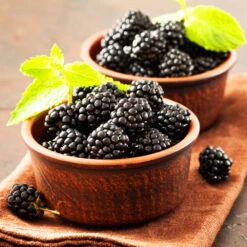 Kiowa Blackberry Bush -Garden Plants kiowa blackberry 3