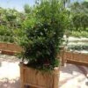 Miracle Berry Plant 1 Miracle Berry Plant -Garden Plants mIRACLE bERRY FGT