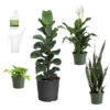 New Apartment House Plant Kit -Garden Plants new apartment 600x600 69fe138b a539 4040 9046 311493f7657f