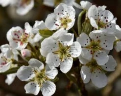 Olympic Giant Asian Pear Tree -Garden Plants olympic pear 450 1