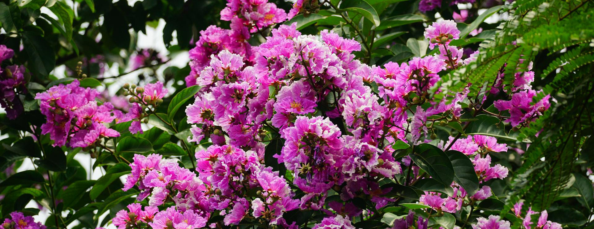 Garden Plants 1 Garden Plants -Garden Plants pexels duy le duc 1257907900 25185964