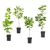 Citrus Tree Variety Kit -Garden Plants pkg 1 Mey Persian Lime Calomon Navel 1 2 1QT 600x600 508a9d8f 9614 4768 bd25 466123650312