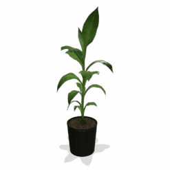 Cold Hardy Banana Tree 11 Cold Hardy Banana Tree -Garden Plants products 0759c65d 800b 498b b0a2 d9fb8d8c790e
