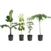 Smoothie Kit -Garden Plants smoothie kit 600x600 82e2bc14 252b 4b01 ba89 0540d7ba073b