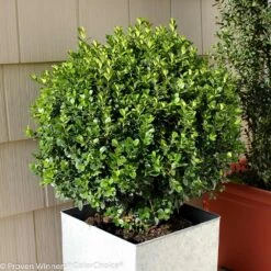 Sprinter® Boxwood Shrub 9 Sprinter® Boxwood Shrub -Garden Plants sprinter boxwood 2 FGT