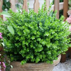 Sprinter® Boxwood Shrub 10 Sprinter® Boxwood Shrub -Garden Plants sprinter boxwood 3