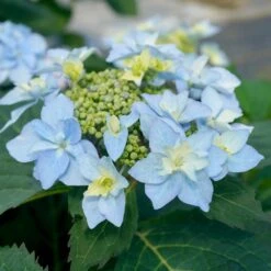 Tuff Stuff Ah-Ha® Hydrangea Shrub -Garden Plants tuff stuff ah ha hydrangea 3