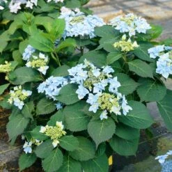Tuff Stuff Ah-Ha® Hydrangea Shrub -Garden Plants tuff stuff ah ha hydrangea 4
