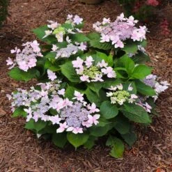 Tuff Stuff Ah-Ha® Hydrangea Shrub -Garden Plants tuff stuff ah ha hydrangea 7 FGT