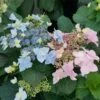 Tuff Stuff Ah-Ha® Hydrangea Shrub -Garden Plants tuff stuff ah ha hydrangea FGT 600x600 390b118f f30b 4b65 9713 c5642e03702f