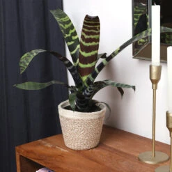 Zebra Plant In Decorative Pot 15 Zebra Plant In Decorative Pot -Garden Plants zebra jute 4